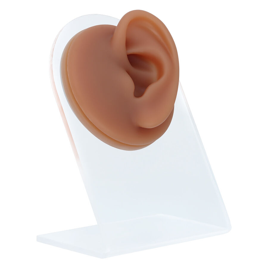 Présentoir d'oreille en silicone marron sur support Oreille en silicone marron sur support transparent, prise de vue en studio