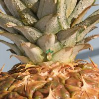 Embout de piercing ananas doré Gros plan d'un embout de piercing doré en forme d'ananas avec des feuilles vertes, placé sur un vrai ananas avec des gouttes d'eau