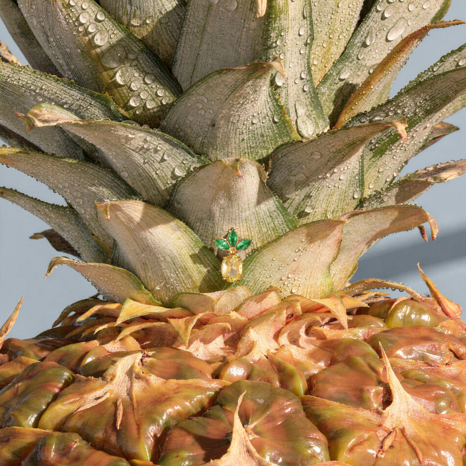 Embout de piercing ananas doré Gros plan d'un embout de piercing doré en forme d'ananas avec des feuilles vertes, placé sur un vrai ananas avec des gouttes d'eau